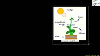 Photosynthesis