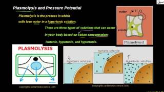 Plasmolysis and Pressure Potential