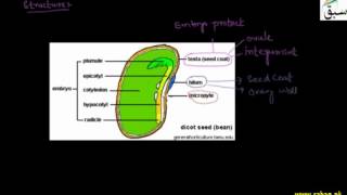 Development and Structure of Seed