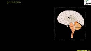 Midbrain and Hindbrain