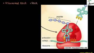 Types of RNA