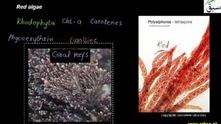 Brown Algae, Red Algae and Green Algea