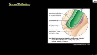 Lymphatic capillaries