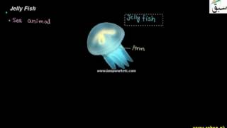 Hydra, Jelly Fish