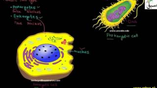 Cellular Organization