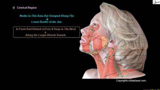 Position of Lymph Nodes
