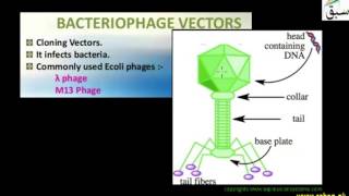 More on Molecular Carrier: Vector