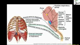 Control of Breathing (ventilation)