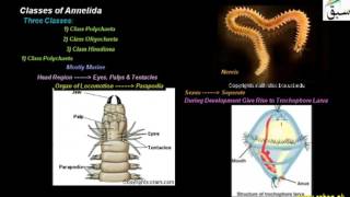 Classes of Annelida