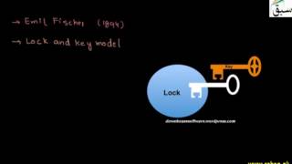 Lock and Key Model