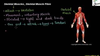 Skeletal Muscles , Skeletal Muscle Fibre