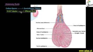 Male Reproductive System