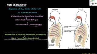 Rate of Breathing