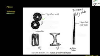 Sclerenchyma Tissues