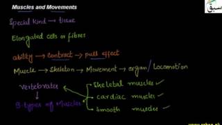 Muscles and Movements