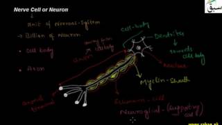 Nerve Cell or Neuron