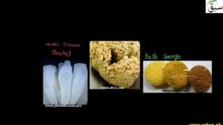Phylum Porifera,Sycon