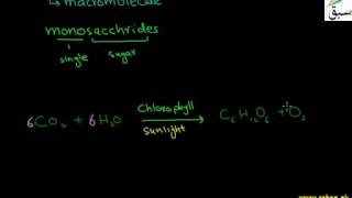 Carbohydrates
