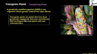Transgenic Plants