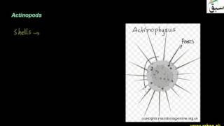 Foraminifera and Actinopods