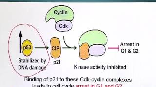 BIO201_Topic145