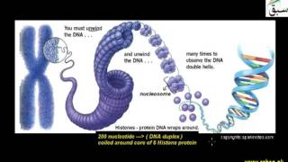 Composition of Chromosome