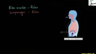 The Mechanism of Breathing