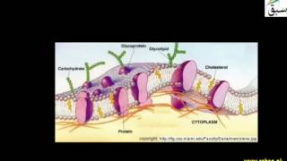 More on Cell Membrane