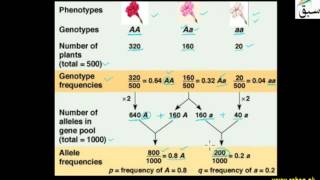 More on Hardy-Weinberg Theorem