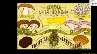 Edible Fungi