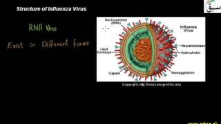 Structure of Influenza