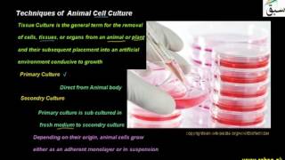 Techniques of Animal Cell Culture