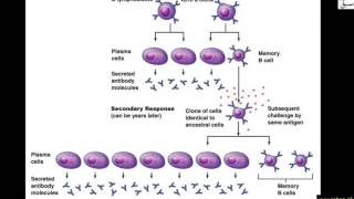 Role of Memory Cell in Immunity