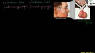 Pituitary Gland