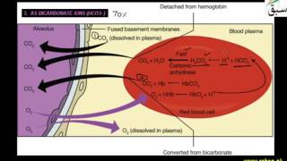 Transport of (CO2)