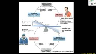 Thermostat Function and Feedback Controls in Human and Fever