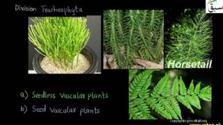 Classification of Plantae