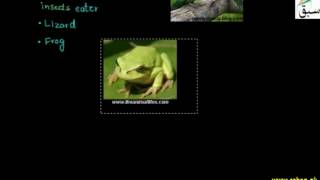 Frugivores,Insectivore, Parasitic, Saprozoic