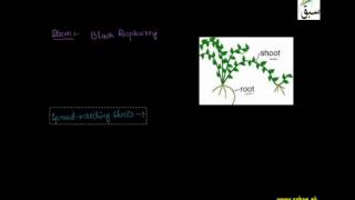 Natural Vegetative Propagation