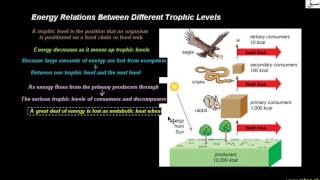 Energy Relations Between Different Trophic Levels