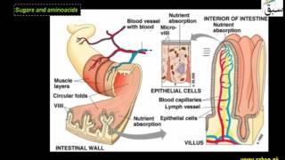 More on Digestion and Absorption of Food in the Small Intestine