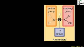Structure of Amino Acid