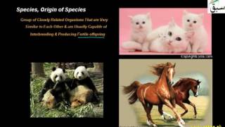 Species, Origin of Specie