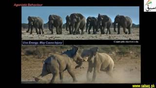 Social Behaviours