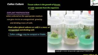 Callus Culture