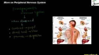 More on PNS (Periphral Nervous System)