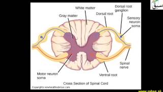 Spinal cord