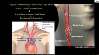 Baroreceptor Reflexes