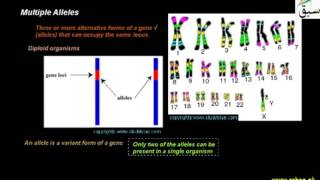 Multiple Alleles