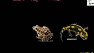 Class Amphibia, Frog, Toad